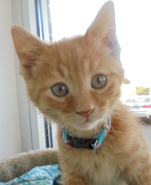 C22 Litter-Hendrix-ADOPTED