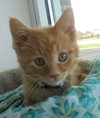 C22 Litter-Hendrix-ADOPTED