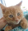 C22 Litter-Hendrix-ADOPTED