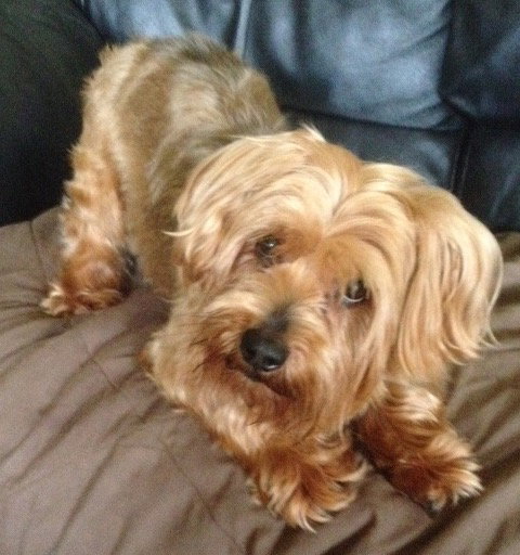 Chewie-APPLICATIONS CLOSED