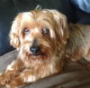 Chewie-APPLICATIONS CLOSED