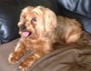 Chewie-APPLICATIONS CLOSED