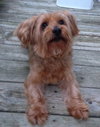 Chewie-APPLICATIONS CLOSED