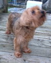 Chewie-APPLICATIONS CLOSED
