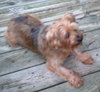 Chewie-APPLICATIONS CLOSED