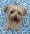 Chewie-APPLICATIONS CLOSED