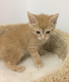 C23 Litter-Goldie Locks-ADOPTED