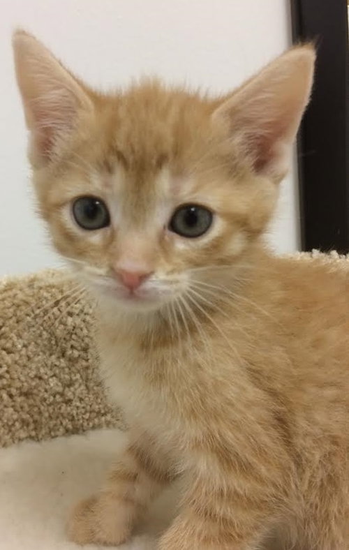 C23 Litter-Goldie Locks-ADOPTED