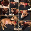 Baloo-ADOPTED