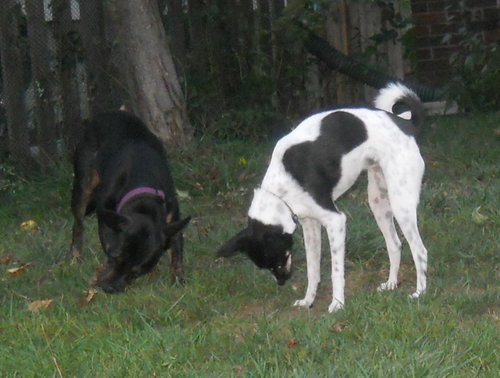 Sarah, photo 16
