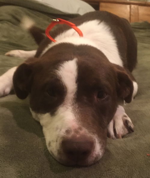 Apollo-ADOPTED