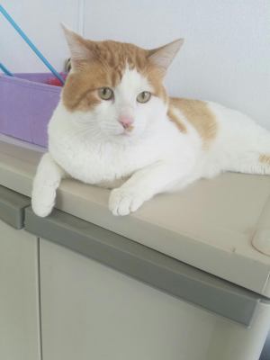 Buddy-ADOPTED