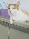 Buddy-ADOPTED