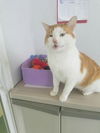 Buddy-ADOPTED