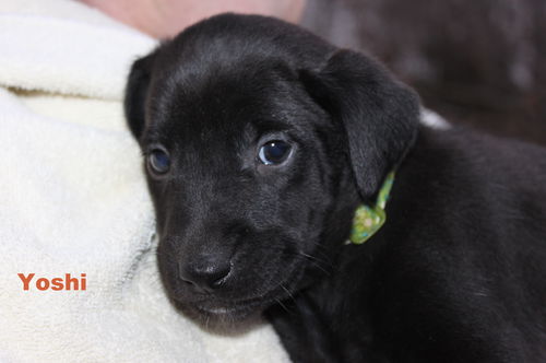 D12 Litter-Yoshi-ADOPTED