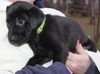 D12 Litter-Yoshi-ADOPTED