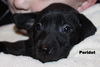 D12 Litter-Peridot(Bella) - ADOPTED