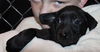 D12 Litter-Peridot(Bella) - ADOPTED