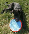 D12 Litter-Peridot(Bella) - ADOPTED