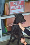 D12 Litter-Peridot(Bella) - ADOPTED