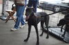 D12 Litter-Peridot(Bella) - ADOPTED