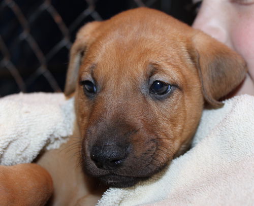 D12 Litter-Milo-ADOPTED