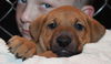 D12 Litter-Milo-ADOPTED