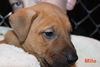 D12 Litter-Milo-ADOPTED