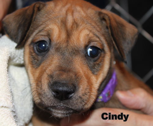 D12 Litter-Cindy-ADOPTED