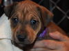 D12 Litter-Cindy-ADOPTED