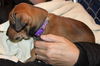 D12 Litter-Cindy-ADOPTED