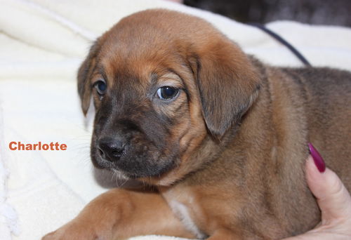 D12 Litter-Charlotte-ADOPTED
