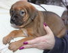 D12 Litter-Charlotte-ADOPTED