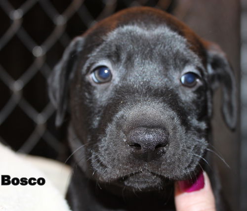 D12 Litter-Bosco-ADOPTED