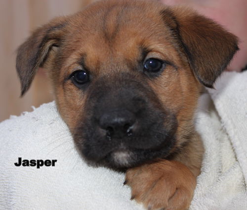 D12 Litter-Jasper-ADOPTED