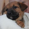 D12 Litter-Jasper-ADOPTED