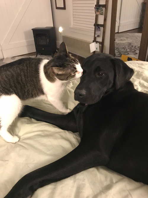 Chloe-ADOPTED