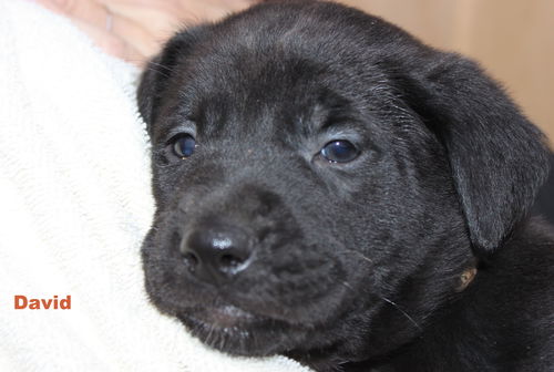 D12 Litter-David-ADOPTED