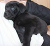 D12 Litter-David-ADOPTED