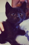 C27 Litter-Coal-ADOPTED