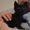 C27 Litter-Coal-ADOPTED