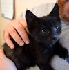 C27 Litter-Coal-ADOPTED