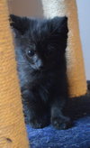 C27 Litter-Coal-ADOPTED