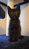 C27 Litter-Coal-ADOPTED