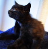 C27 Litter-Coal-ADOPTED