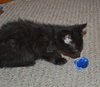 C27 Litter-Coal-ADOPTED