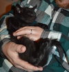 C27 Litter-Coal-ADOPTED