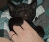 C27 Litter-Coal-ADOPTED