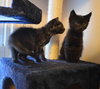 C27 Litter-Coal-ADOPTED