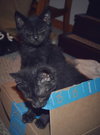 C27 Litter-Coal-ADOPTED